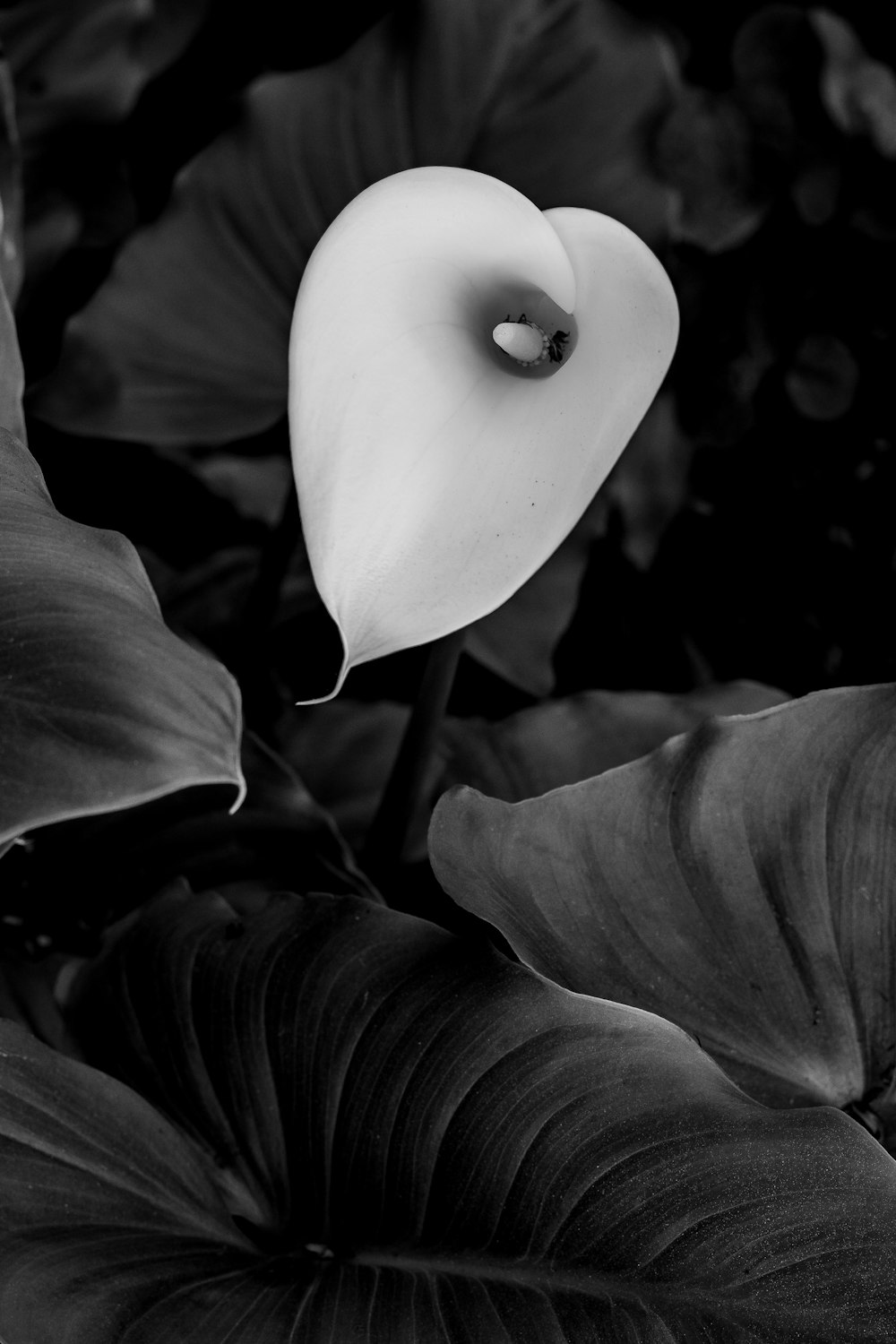 a black and white photo of a flower