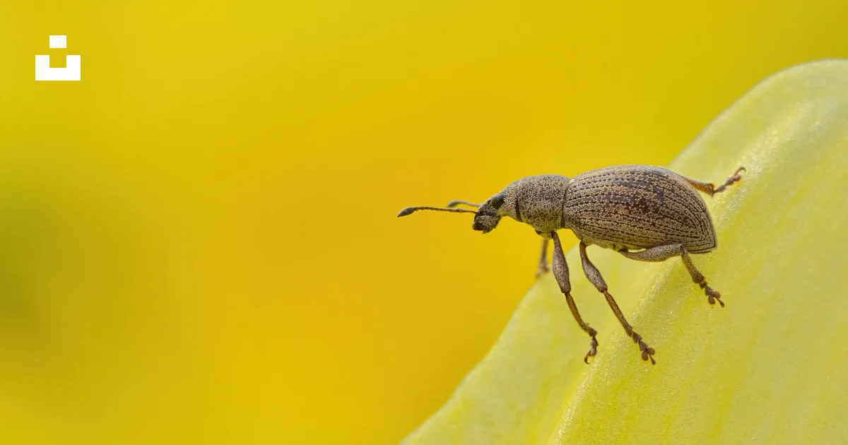 A bug sitting on top of a green leaf photo – Free Insect Image on Unsplash