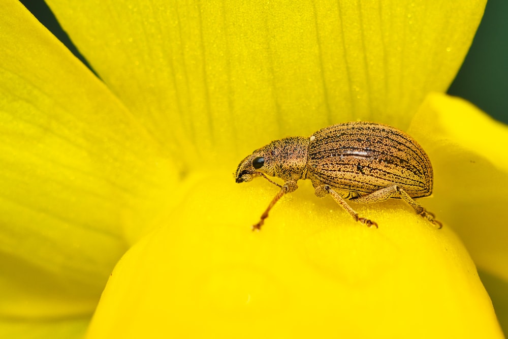 a bug sitting on top of a yellow flower