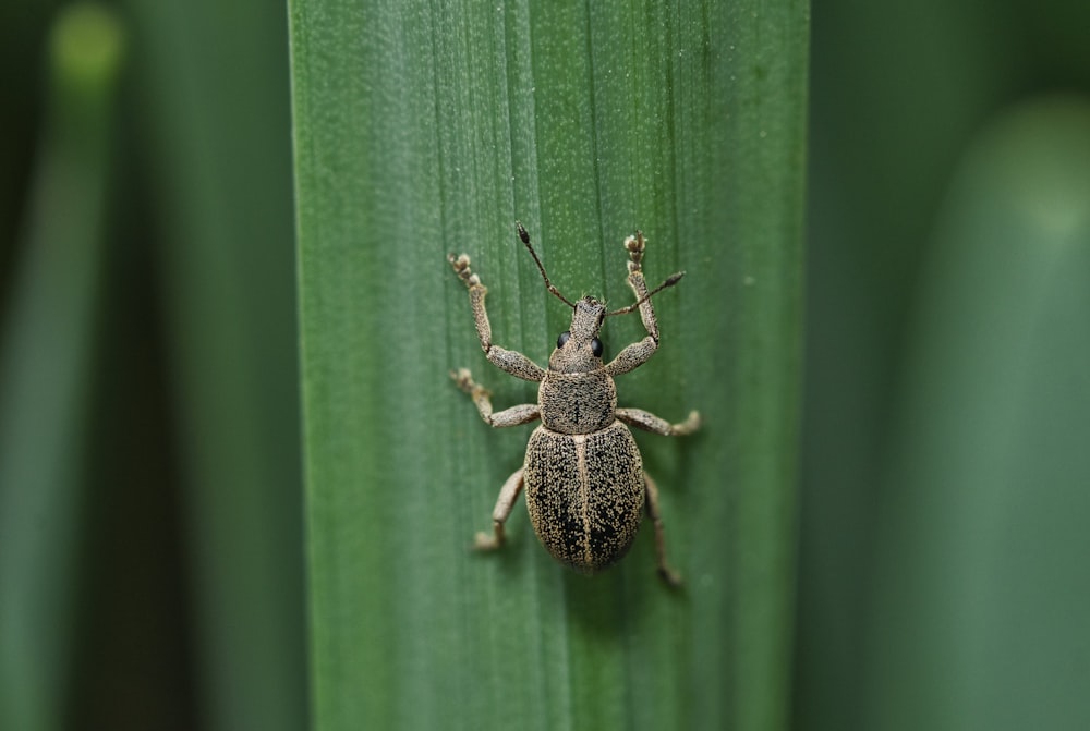 a bug sitting on top of a green leaf