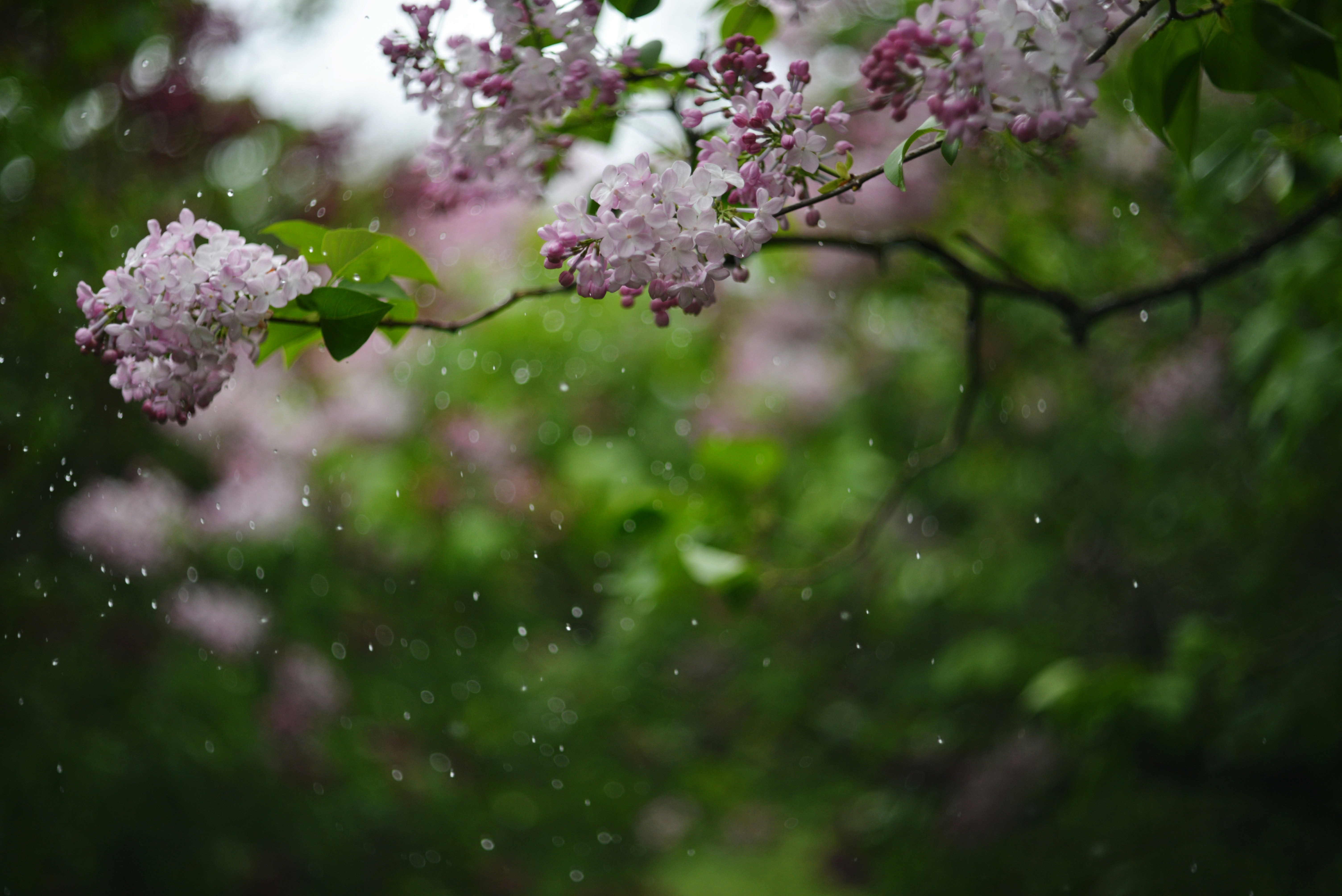 pastel spring rain, wallpaper, Spring Showers Outfits: Stay Stylish & Dry 5