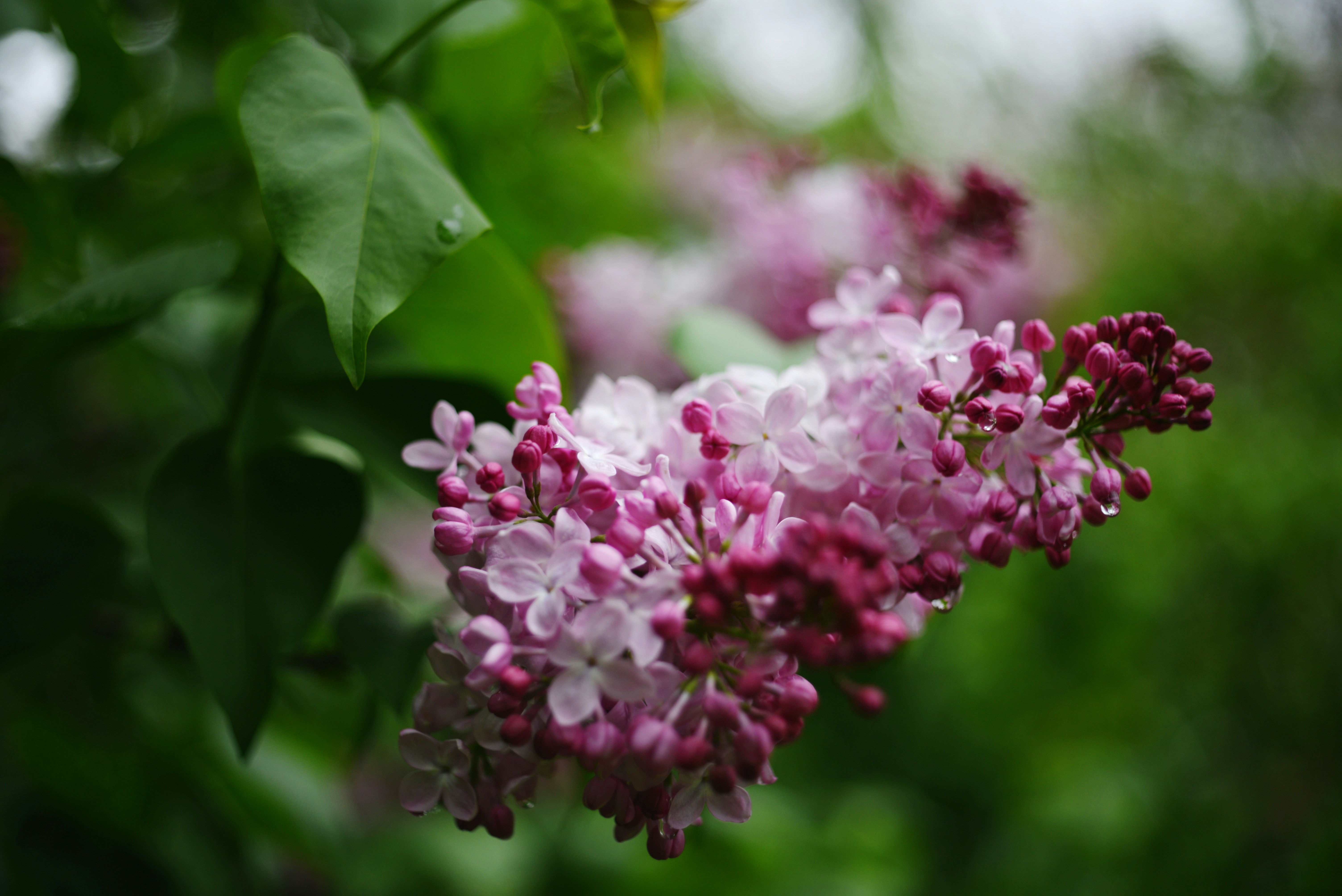 Photo by cherstve_pechivo