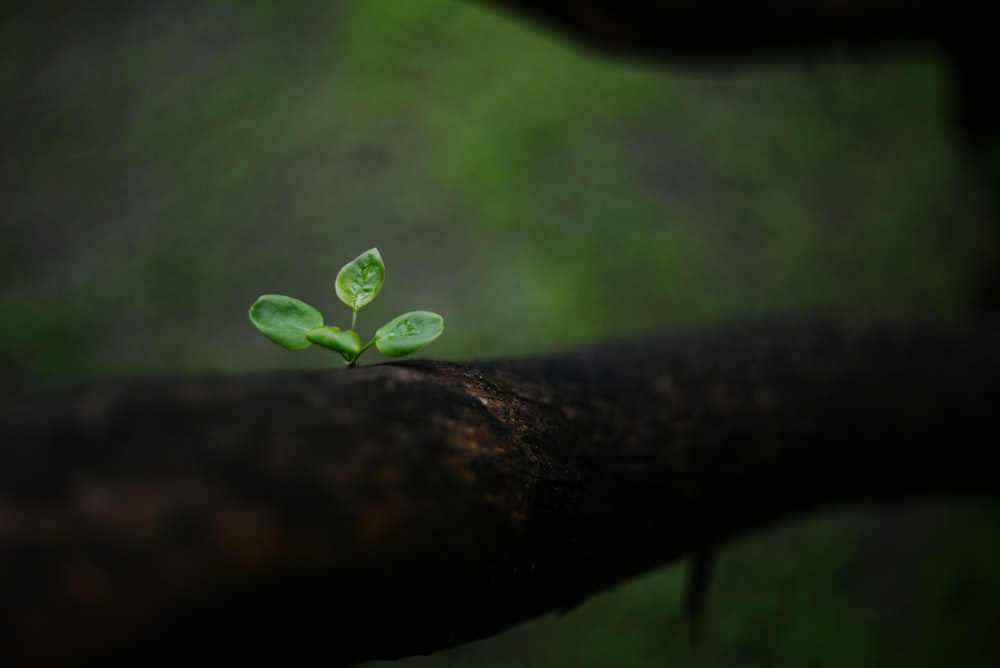 a small green plant sprouts from a branch