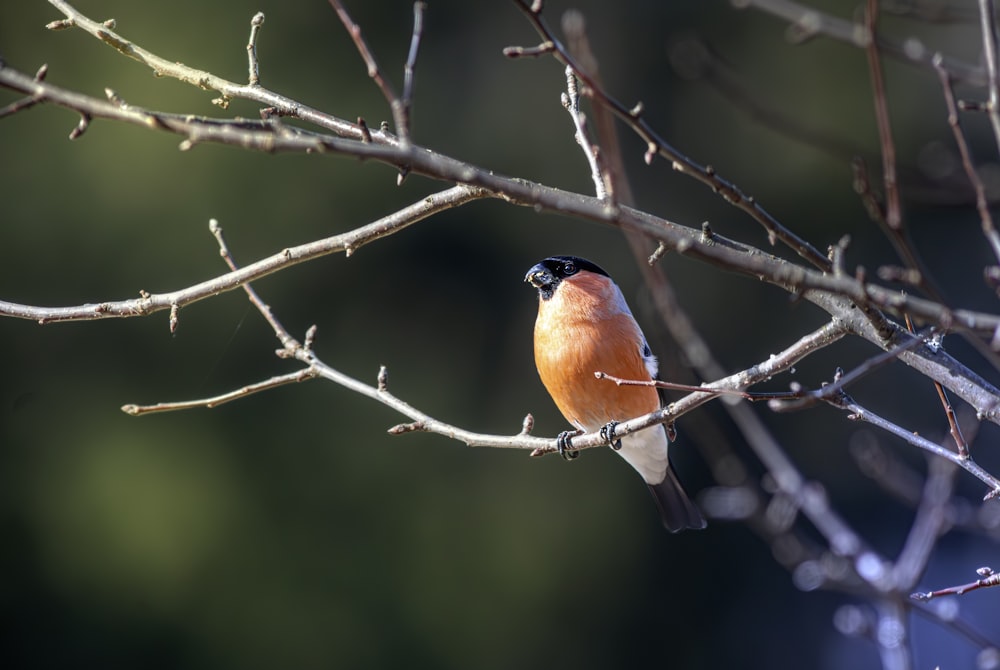 a small bird perched on a tree branch