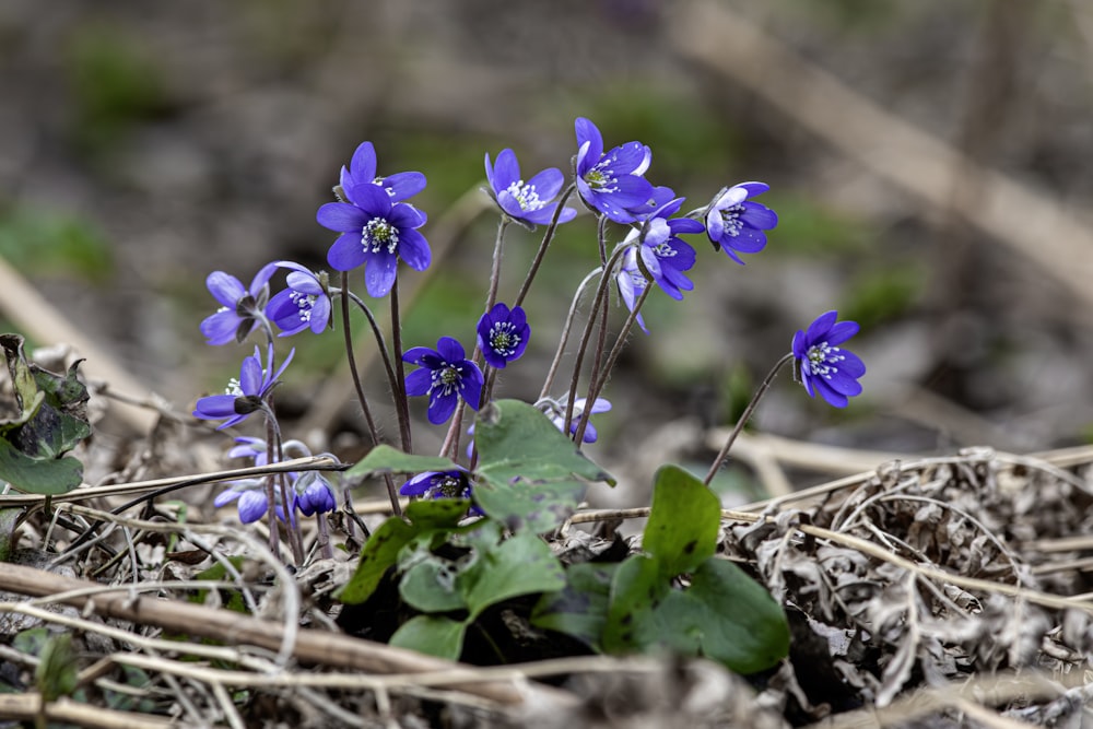 a group of blue flowers growing out of the ground