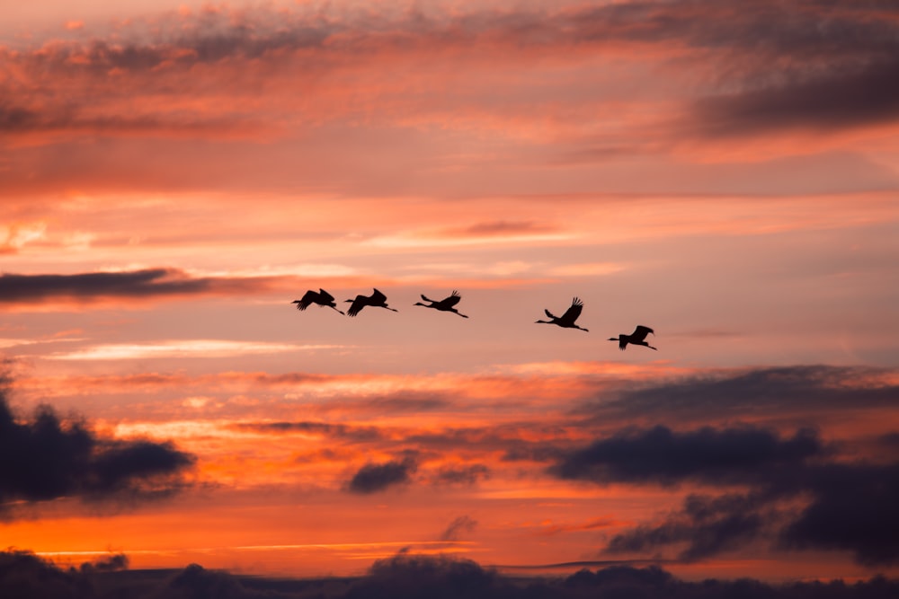 a flock of birds flying through a cloudy sky