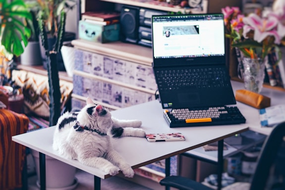 a cat laying on a table next to a laptop