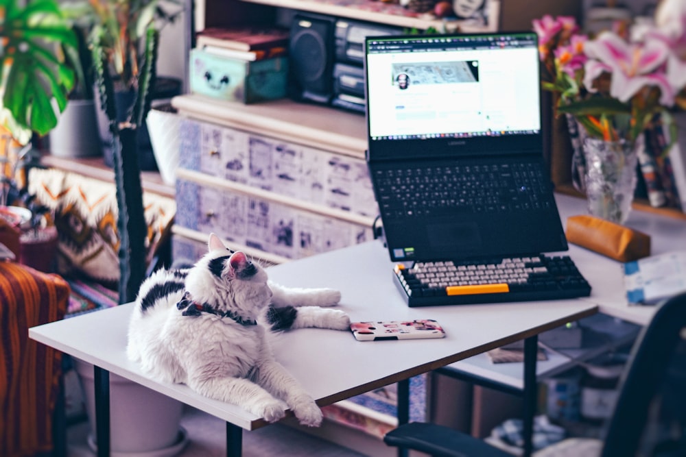 a cat laying on a table next to a laptop