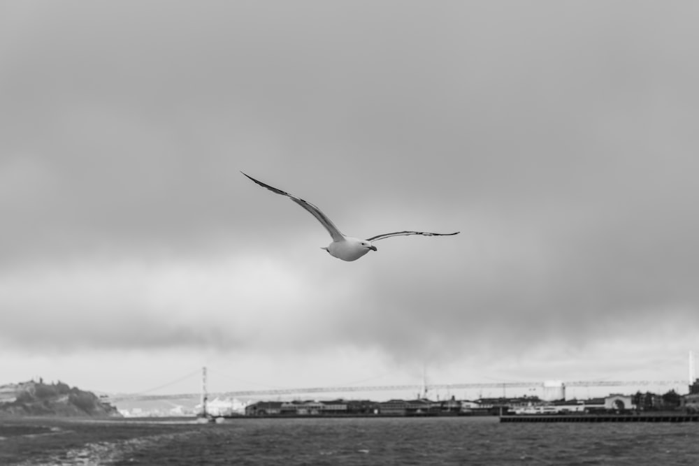 a black and white photo of a seagull flying over the ocean