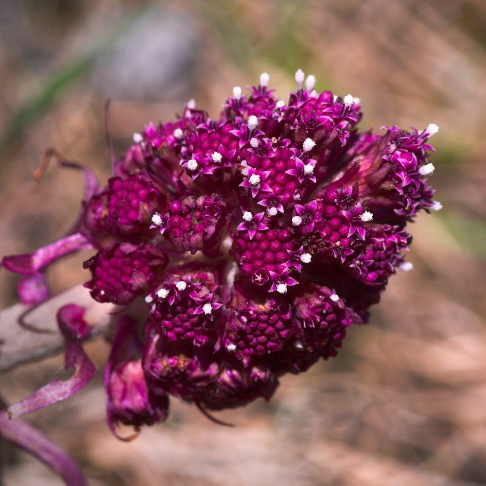 a close up of a purple flower on a branch