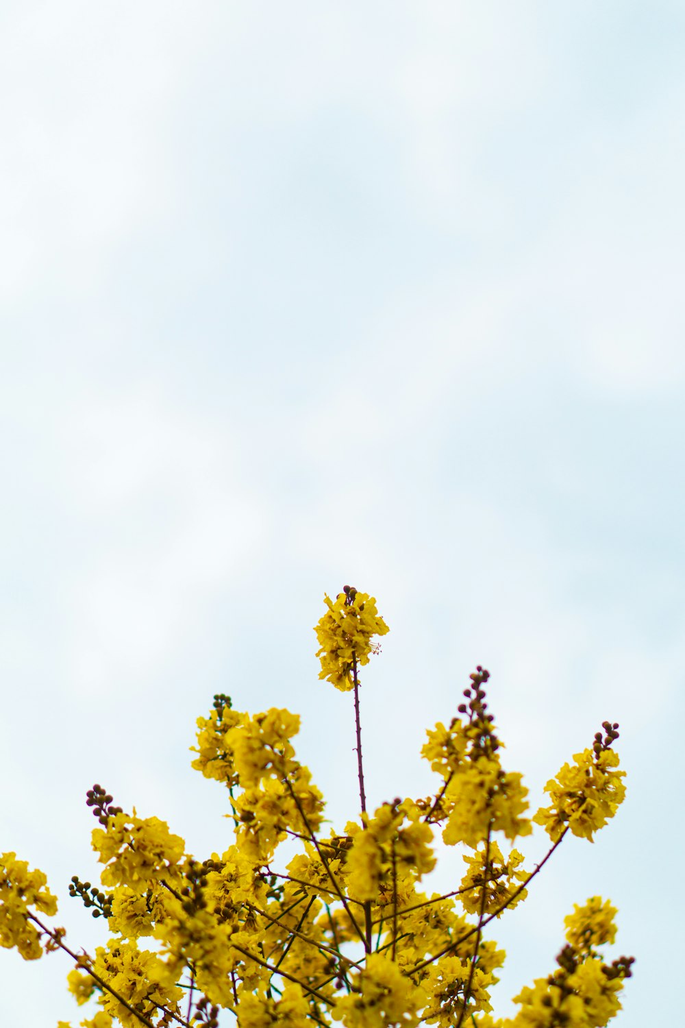 yellow flowers are blooming on a tree