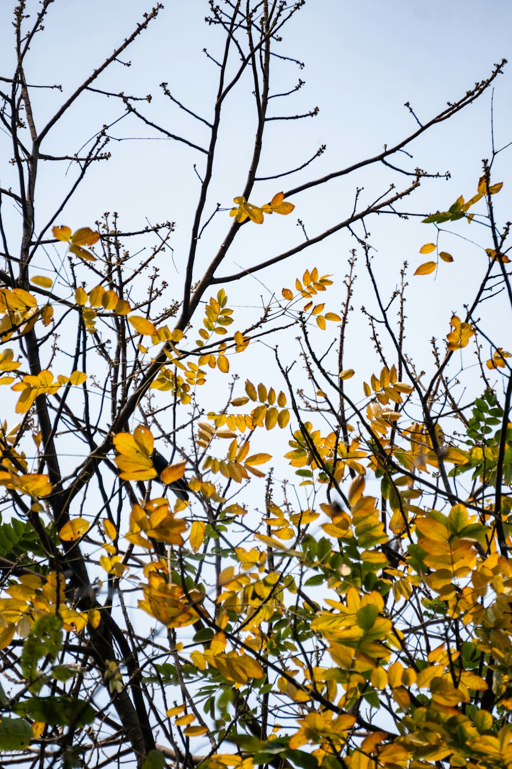 a tree with yellow leaves and a blue sky in the background