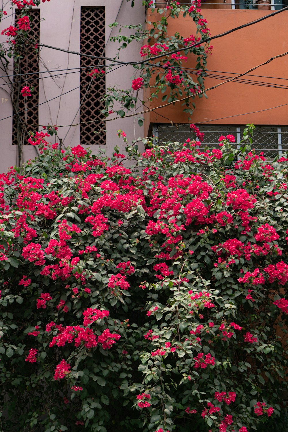 a bush of red flowers in front of a building