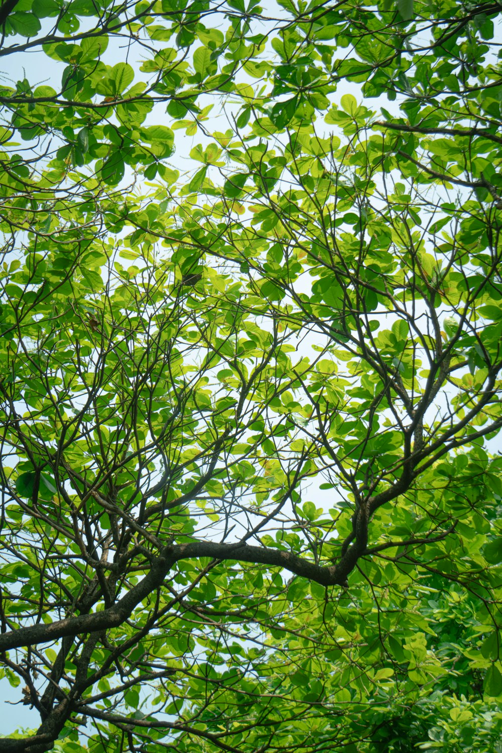 a bird is perched on a tree branch