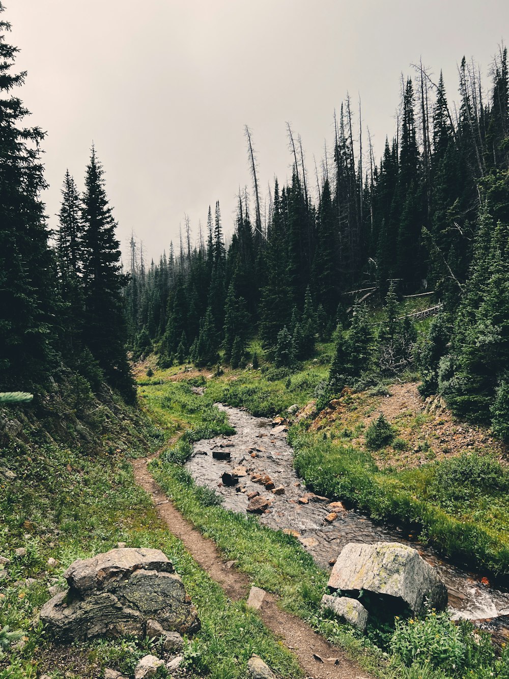 a stream running through a lush green forest