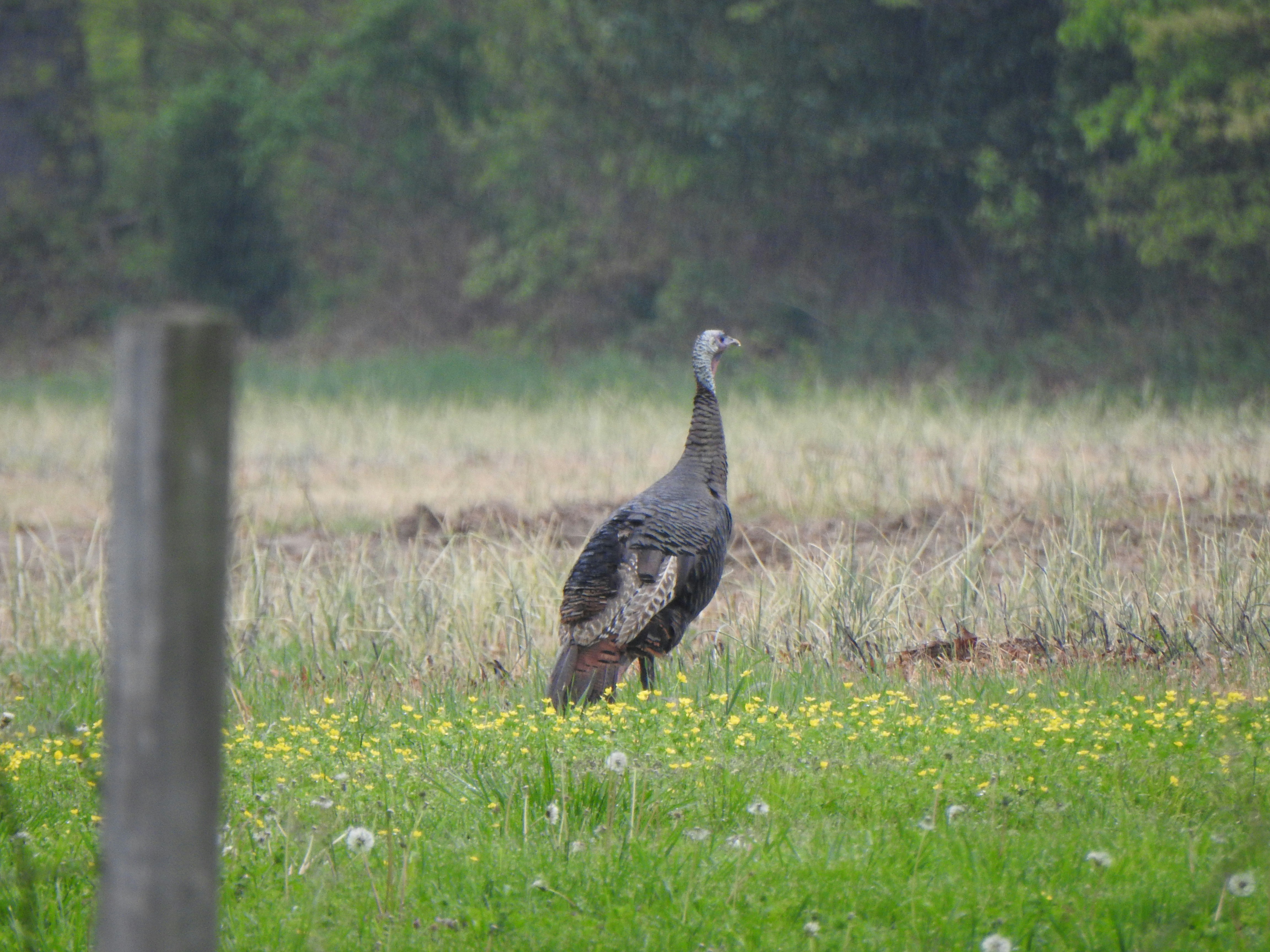 a large bird standing in a field of grass