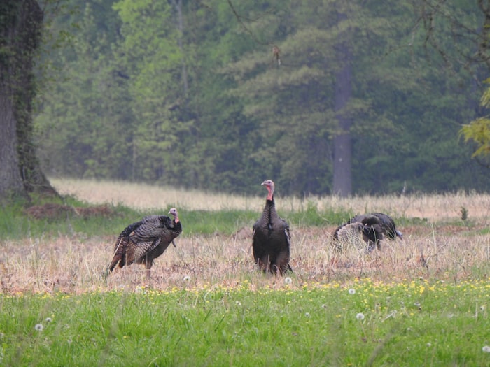 Wild turkeys in a field