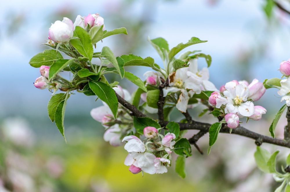 a branch of an apple tree with white and pink flowers