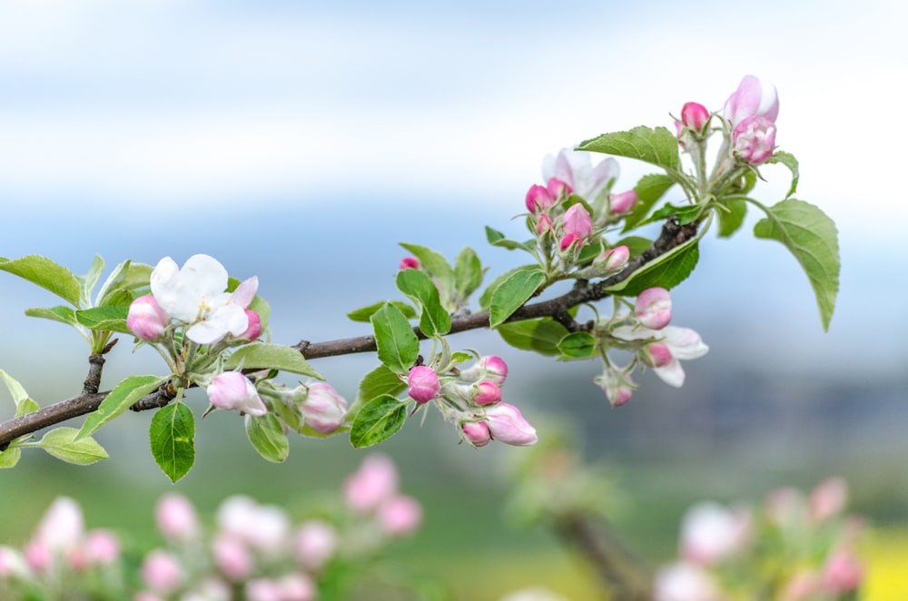 a branch with pink and white flowers on it