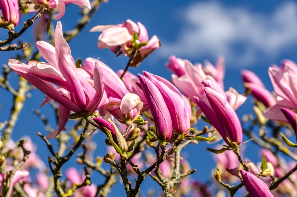 a bunch of pink flowers on a tree