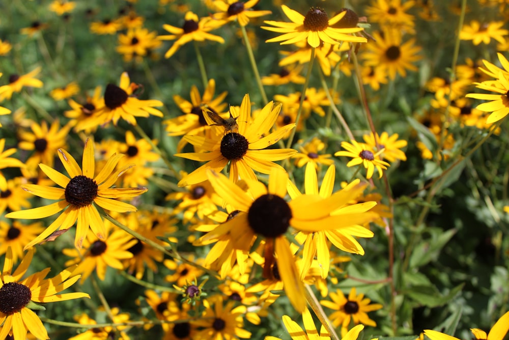 a bunch of yellow flowers that are in the grass