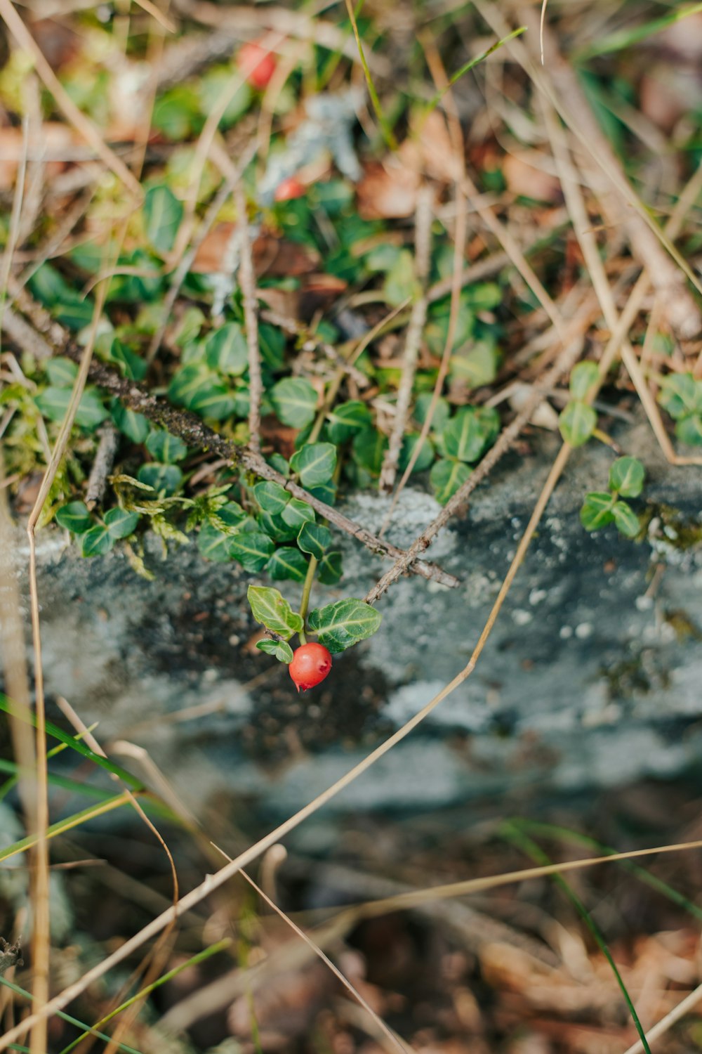 a small red berry growing on a plant in the grass