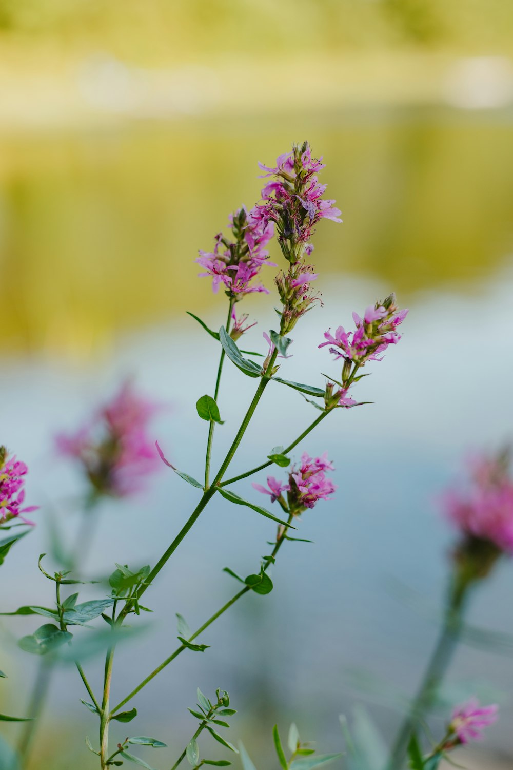 a close up of a flower near a body of water