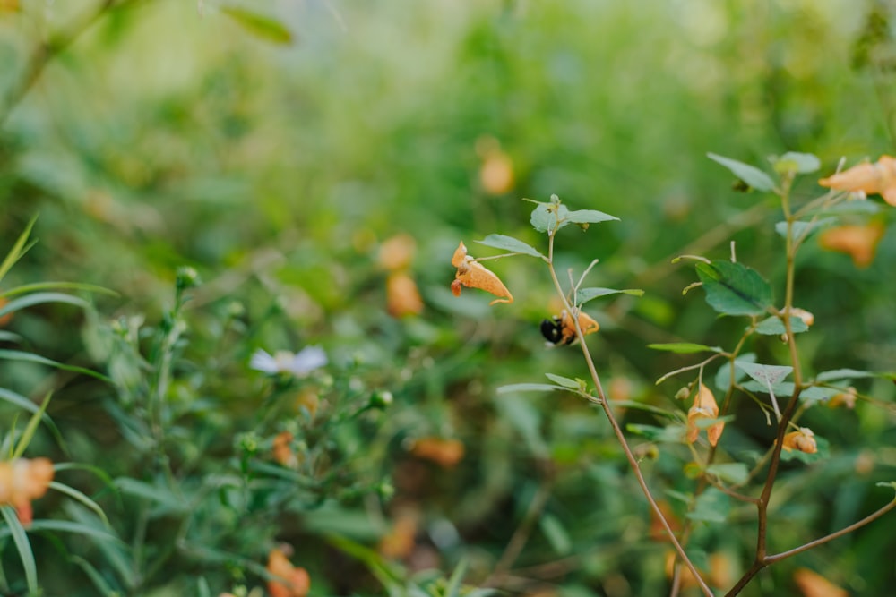 a close up of a plant with yellow flowers