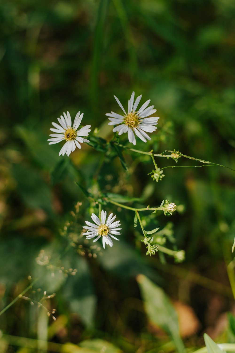 a group of white flowers sitting on top of a lush green field