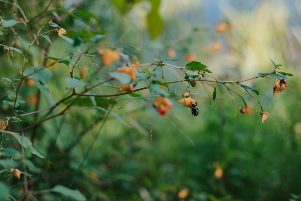 a bunch of flowers that are on a tree