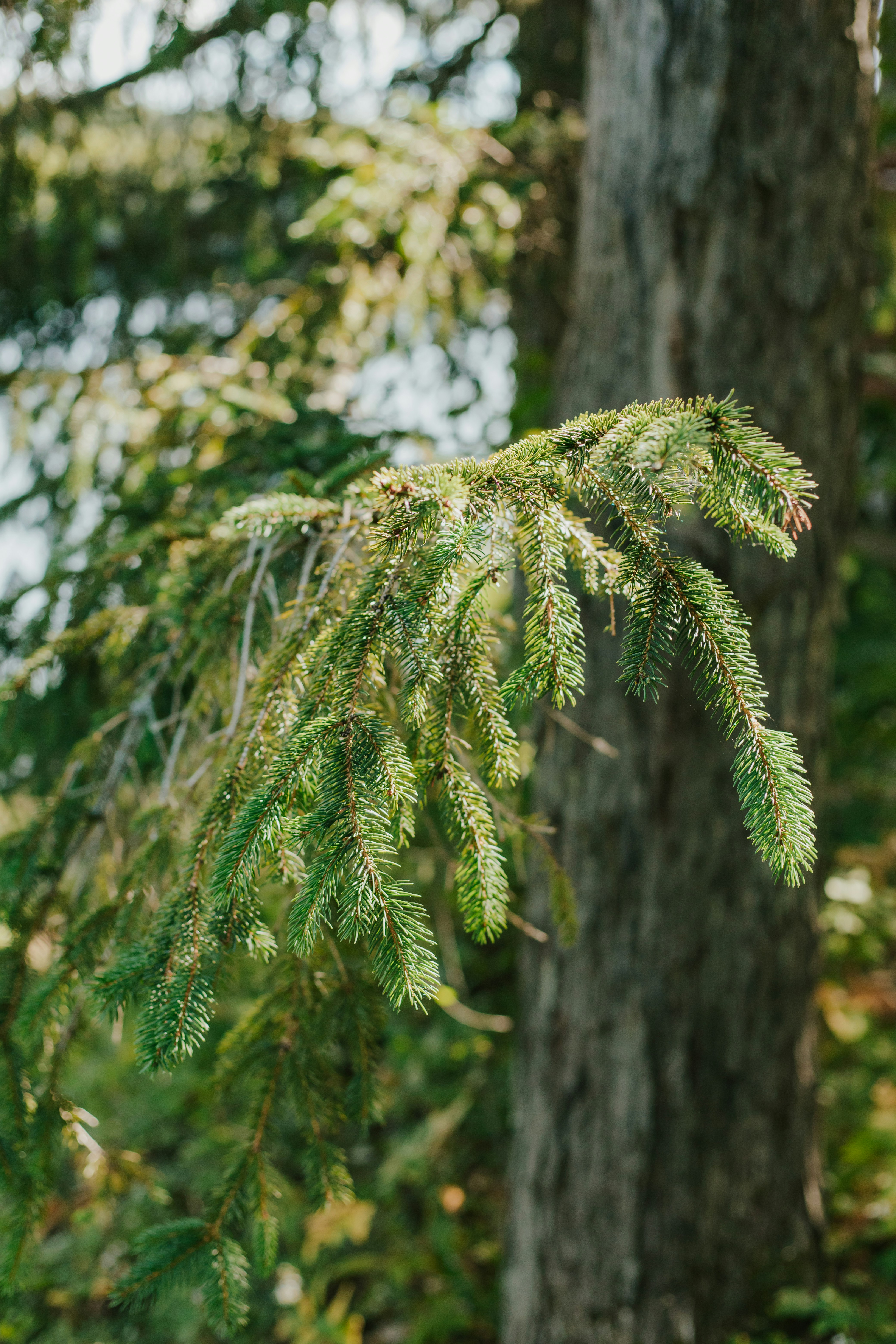 a close up of a pine tree in a forest