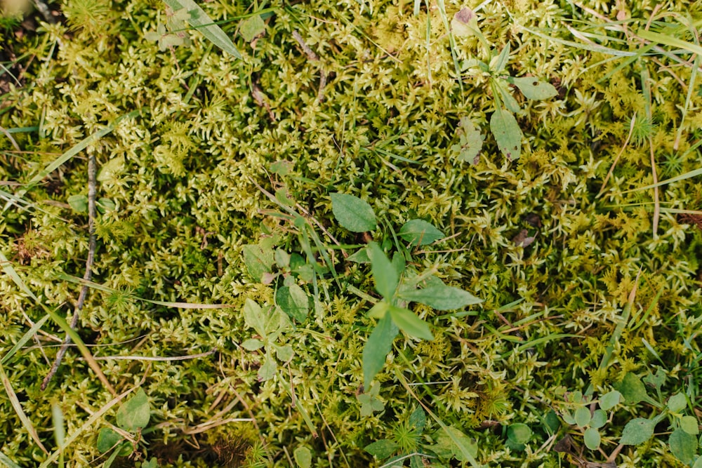 a close up of a patch of green grass