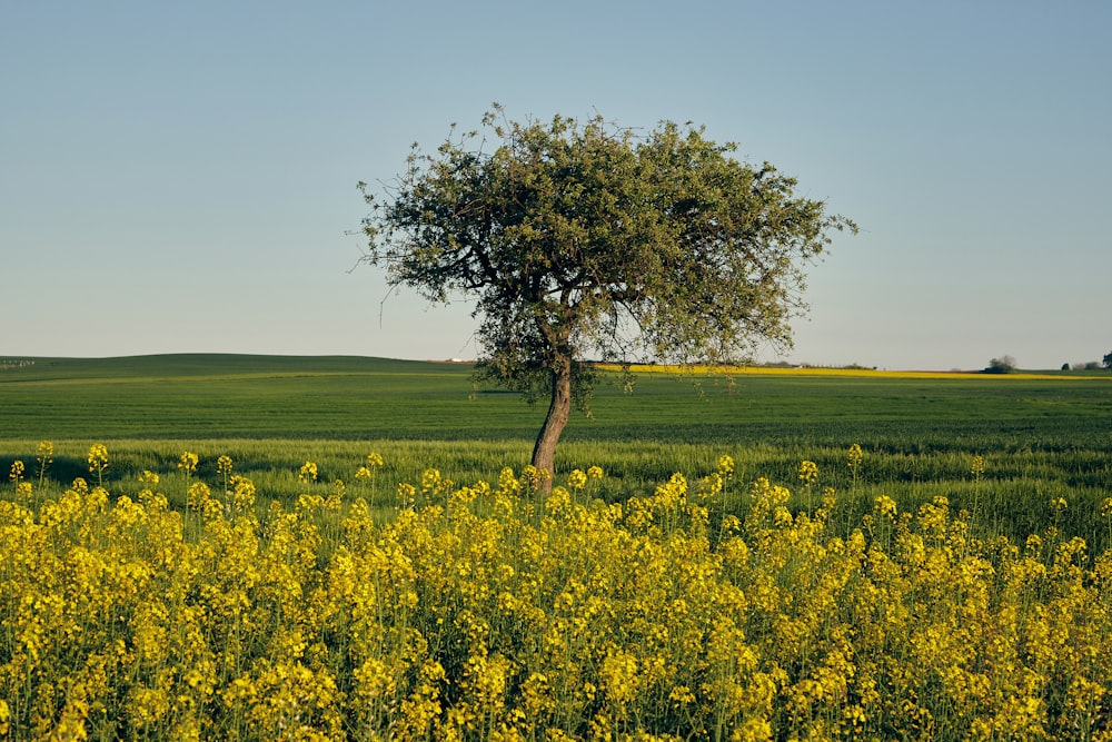 a lone tree in a field of yellow flowers