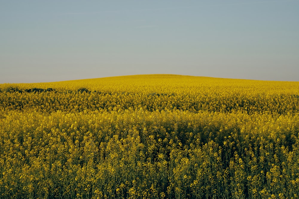 a field full of yellow flowers under a blue sky