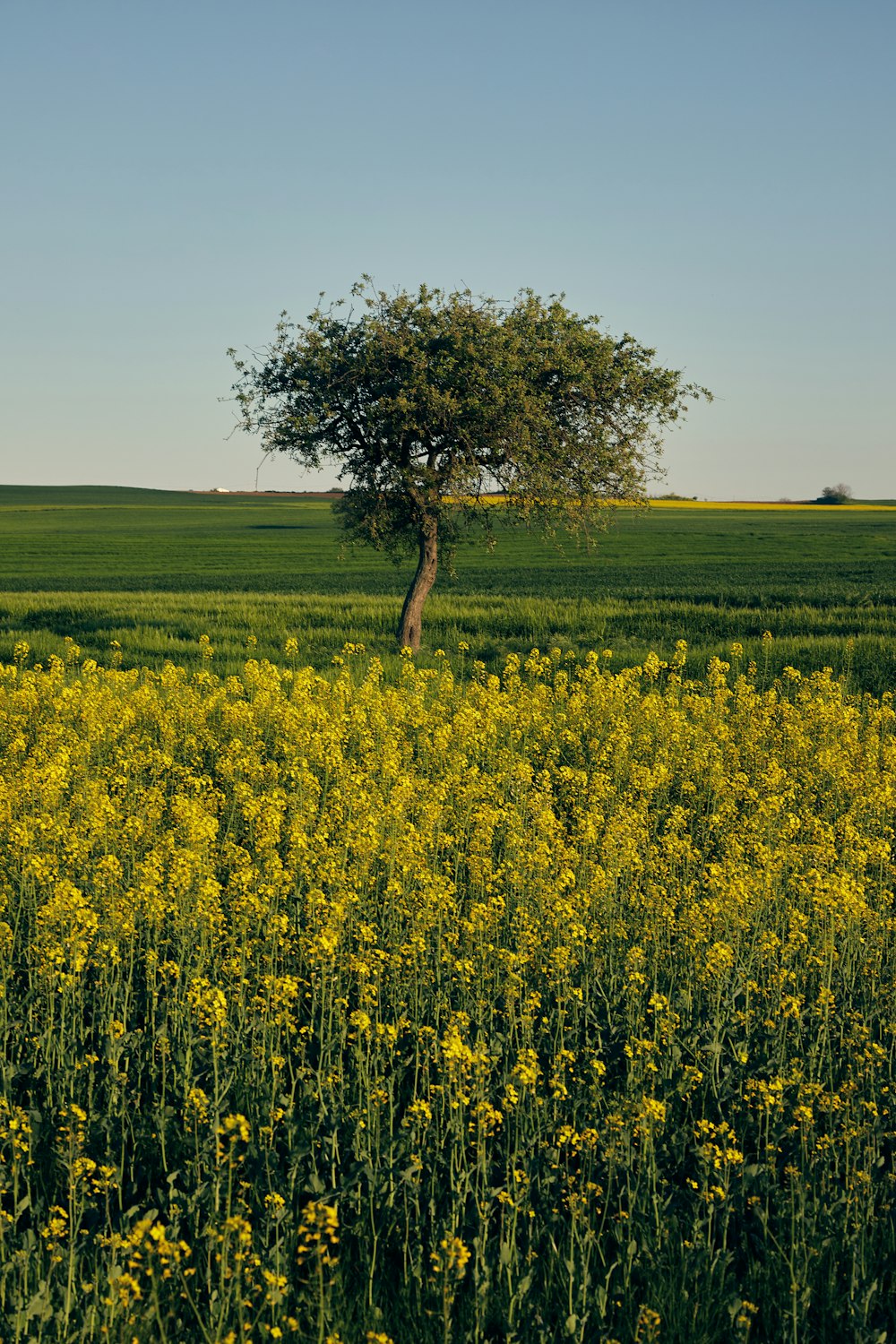 a lone tree in a field of yellow flowers