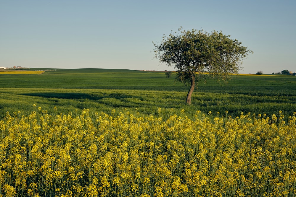 a lone tree in a field of yellow flowers