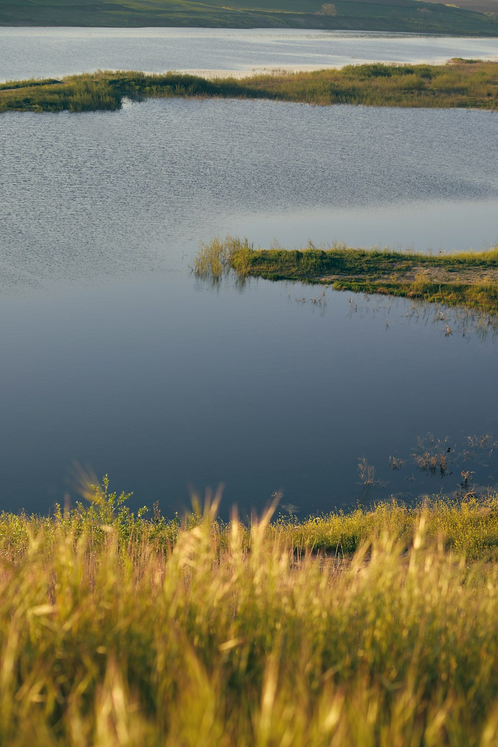 a large body of water surrounded by tall grass