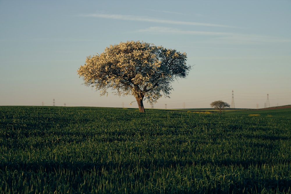 a lone tree in a field of green grass