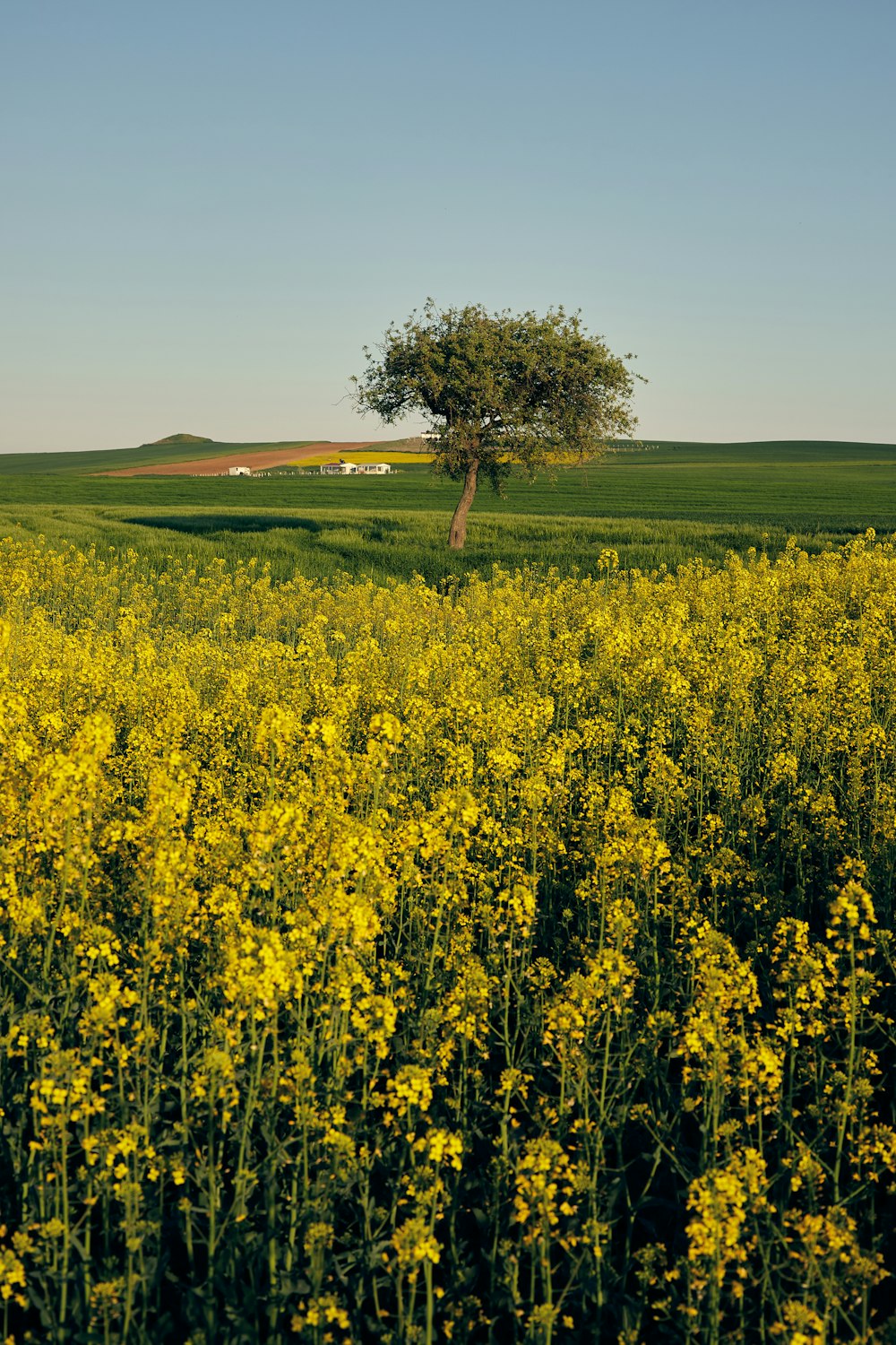 a lone tree in a field of yellow flowers