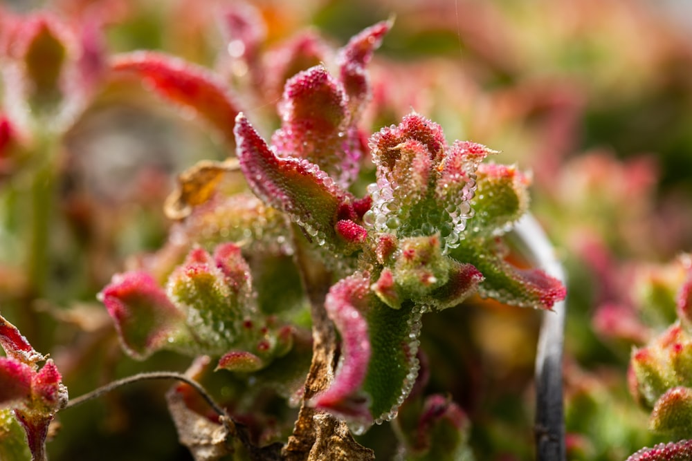 a close up of a plant with red and green leaves