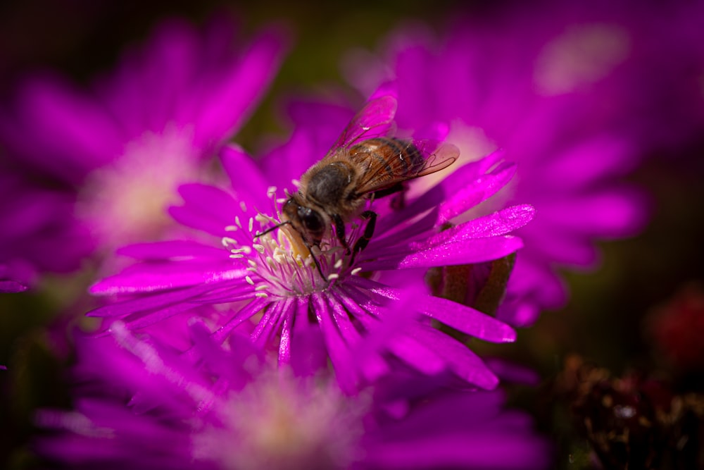 a bee is sitting on a purple flower