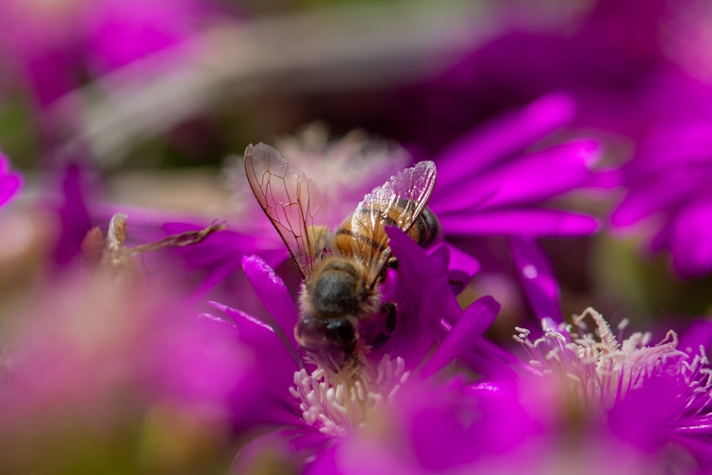 a bee that is sitting on some purple flowers