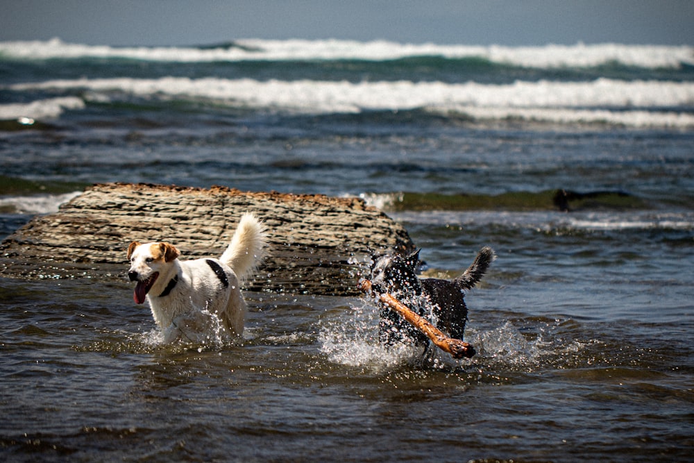 two dogs playing in the water at the beach