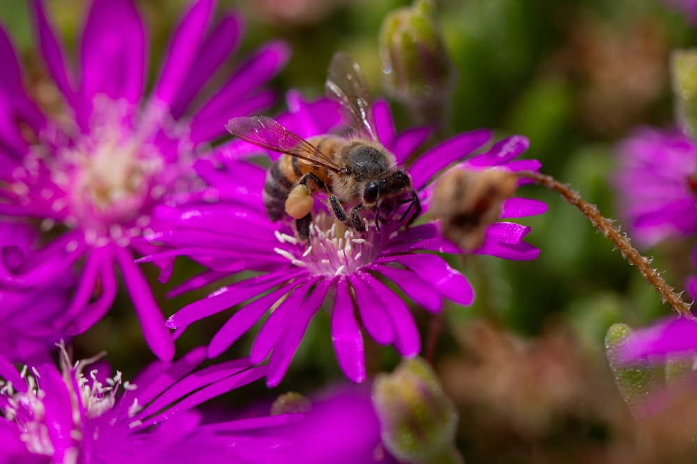 a bee sitting on top of a purple flower