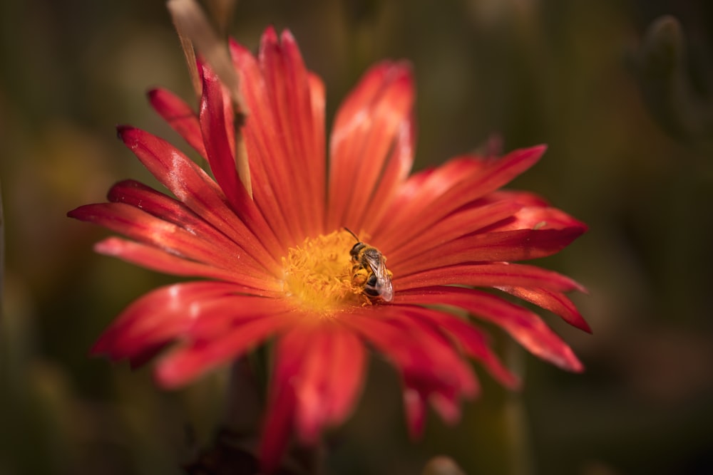 a red flower with a bee on it