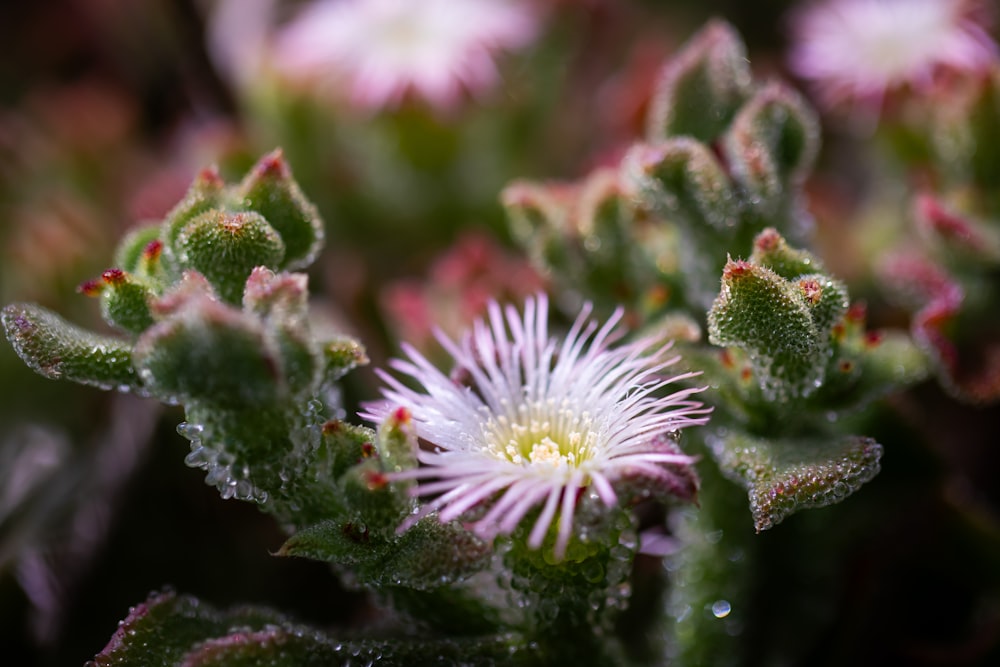 a close up of a flower with drops of water on it