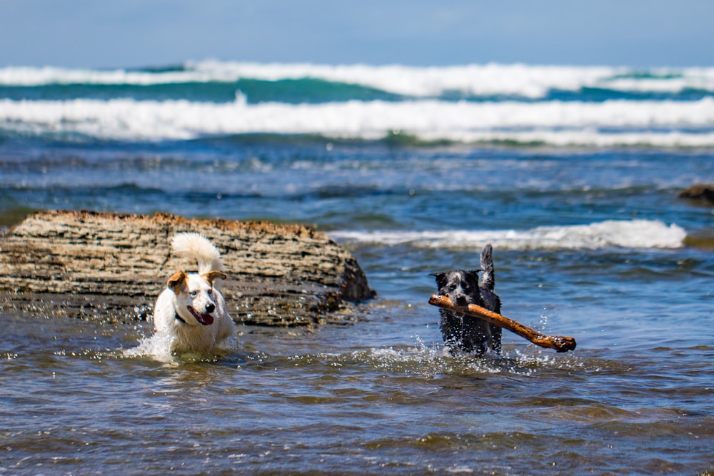 two dogs playing in the ocean with a stick