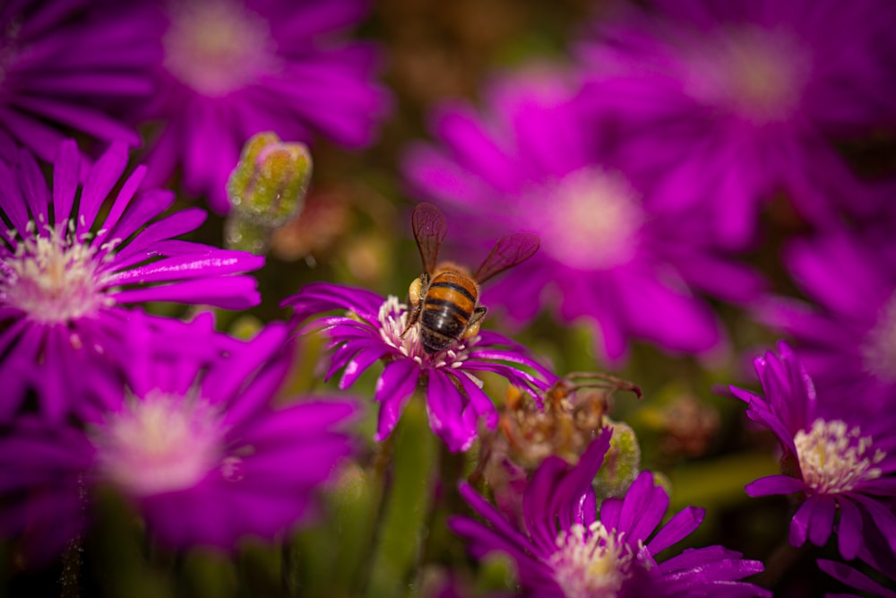 a bee sitting on top of a purple flower