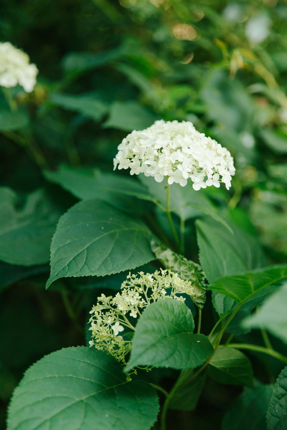 a close up of a plant with white flowers