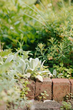 a cat sitting on top of a brick wall in a garden